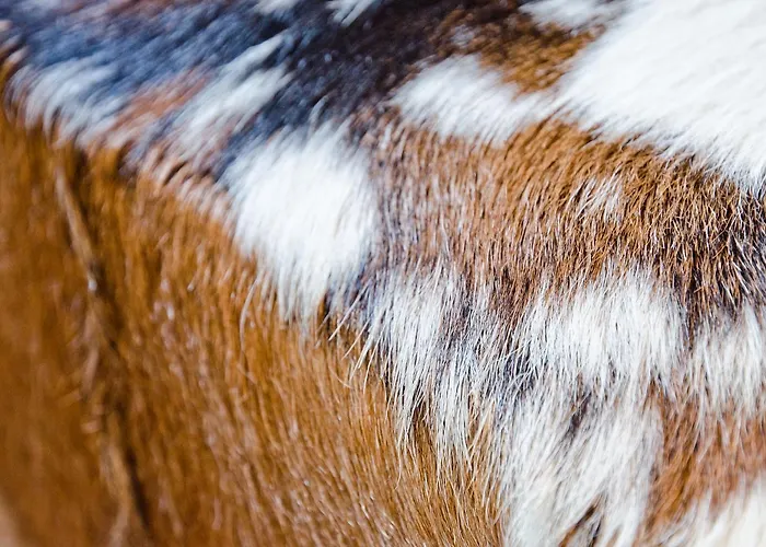 Fortuna 5.5 - Griwarent Ag דירה *